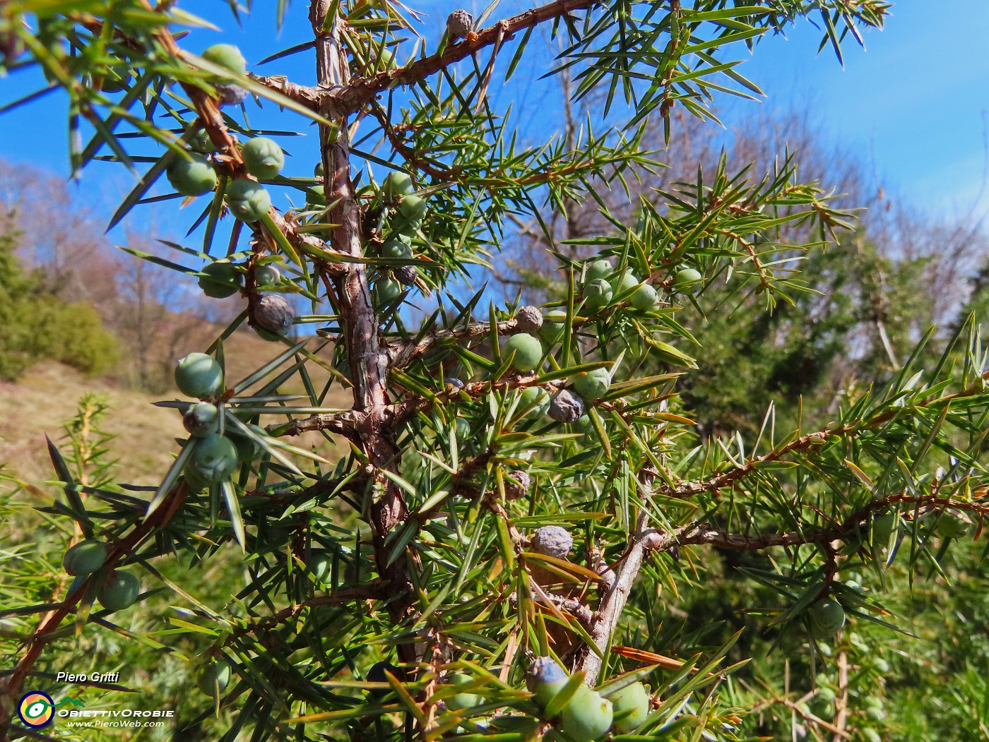 34 Bacche di ginepro .JPG